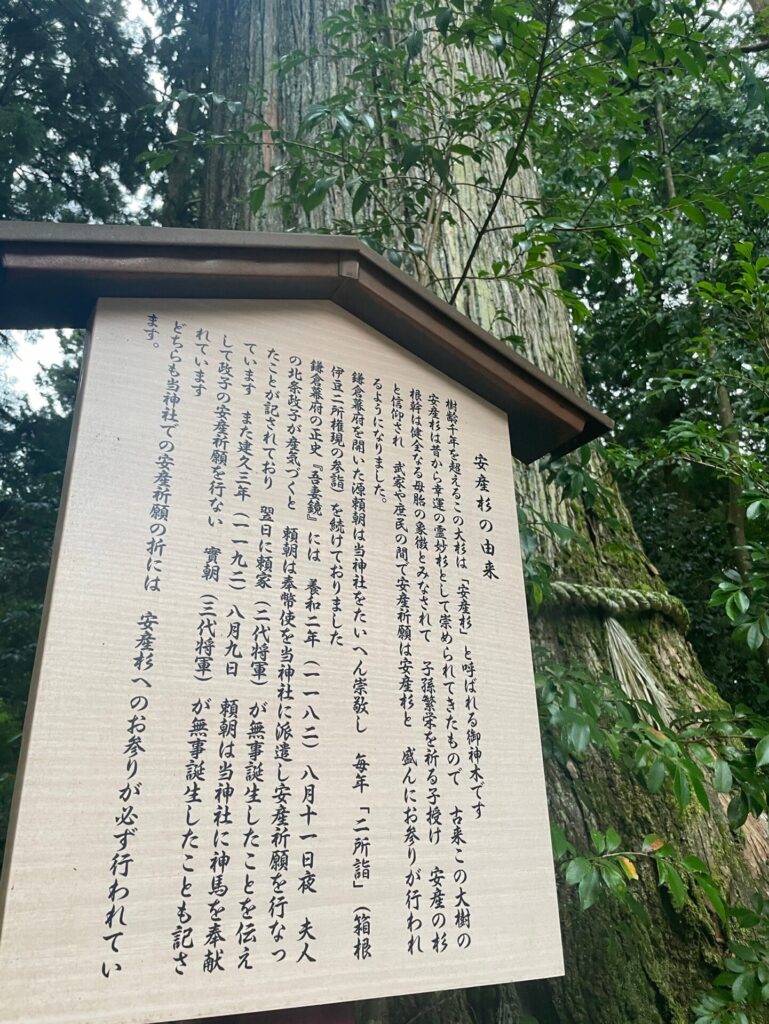 箱根神社　安産杉